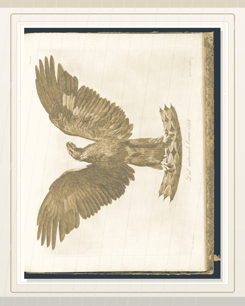 Cover of Miscellanea per i giovani studiosi del disegno